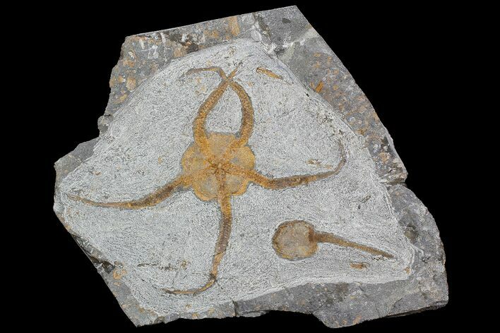 Ordovician Brittle Star & Carpoid Fossil Association - Morocco #92746